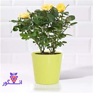 گلدان رز مینیاتوری زرد بهاری دبی امارات 