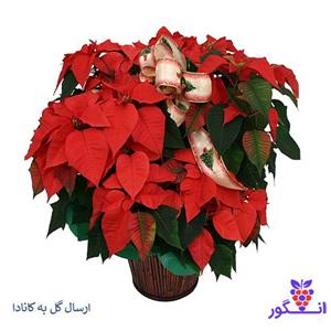 بنت گلدان کریسمس  (ارسال گل به کانادا )