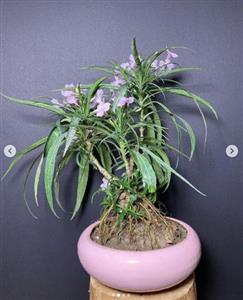گیاه روئلیا ( گیاه بسیار مقاوم )