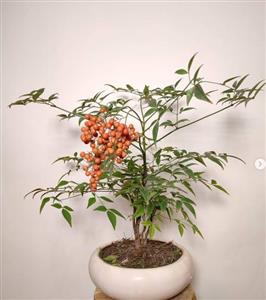 گیاه ناندینا ( بونسای فوق العاده زیبا )