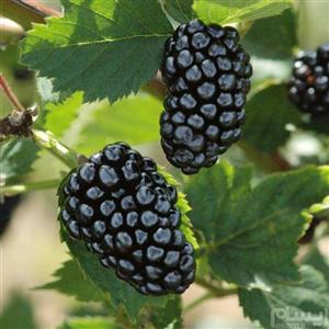 Cherokee Blackberry بذر بلک بری 