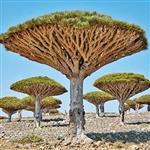 بذر درخت خون اژدها dracaena draco