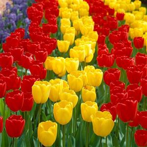 پیاز گل لاله ایرانی رنگ مخلوط 5 عددی (زرد و قرمز)