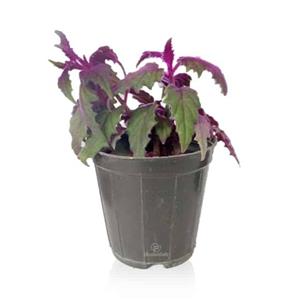 گیاه آپارتمانی ژینورا ارتفاع 25 سانتیمتر