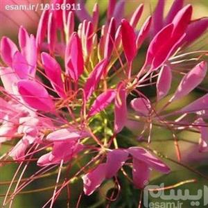 گل لیلیوم چلچراغ رز 20 عددی