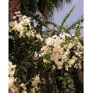 نهال گل کاغذی سفید