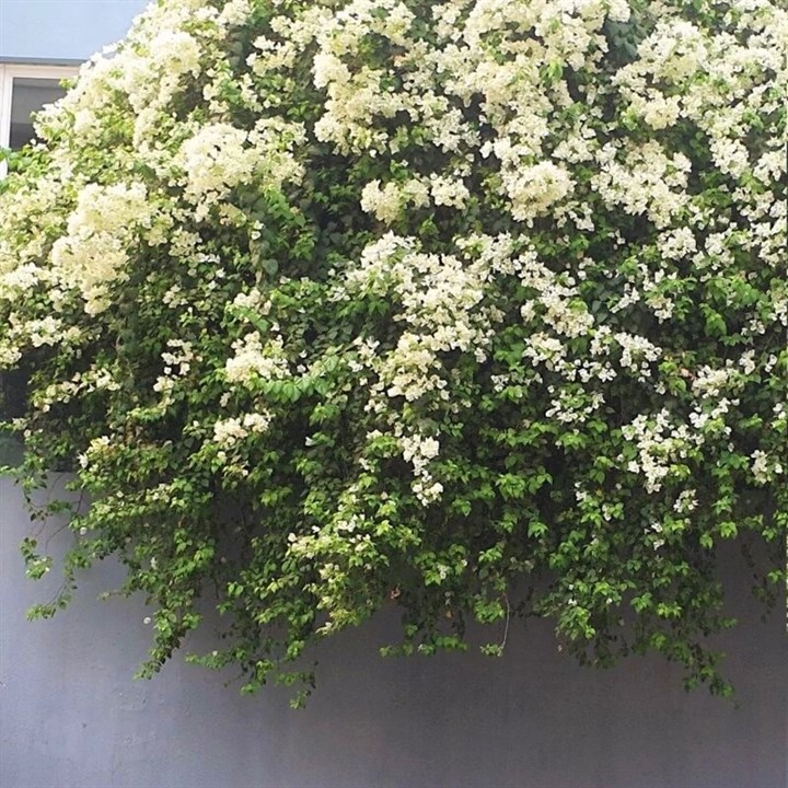 نهال گل کاغذی سفید