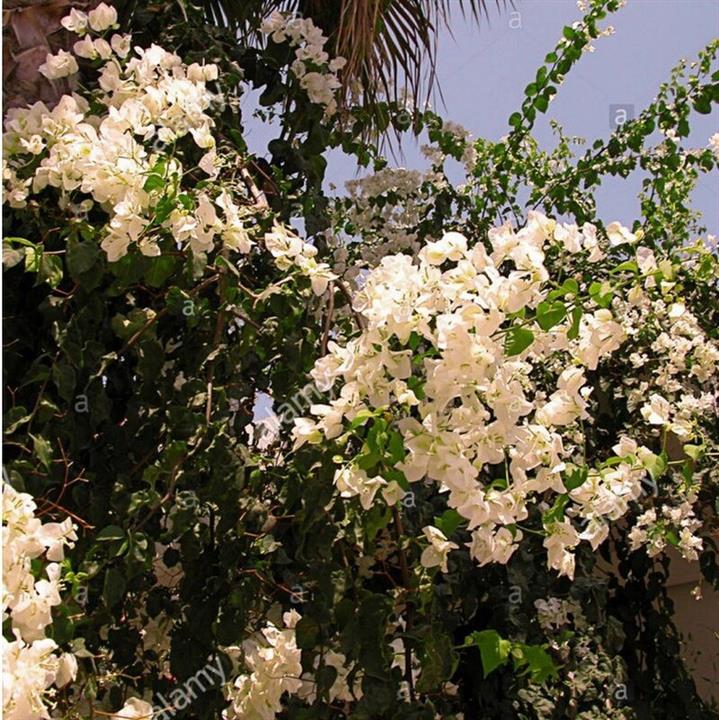 نهال گل کاغذی سفید