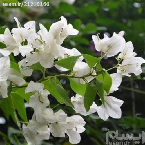 نهال گل کاغذی سفید