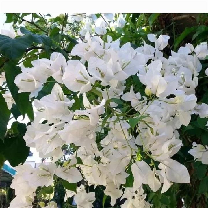 نهال گل کاغذی سفید