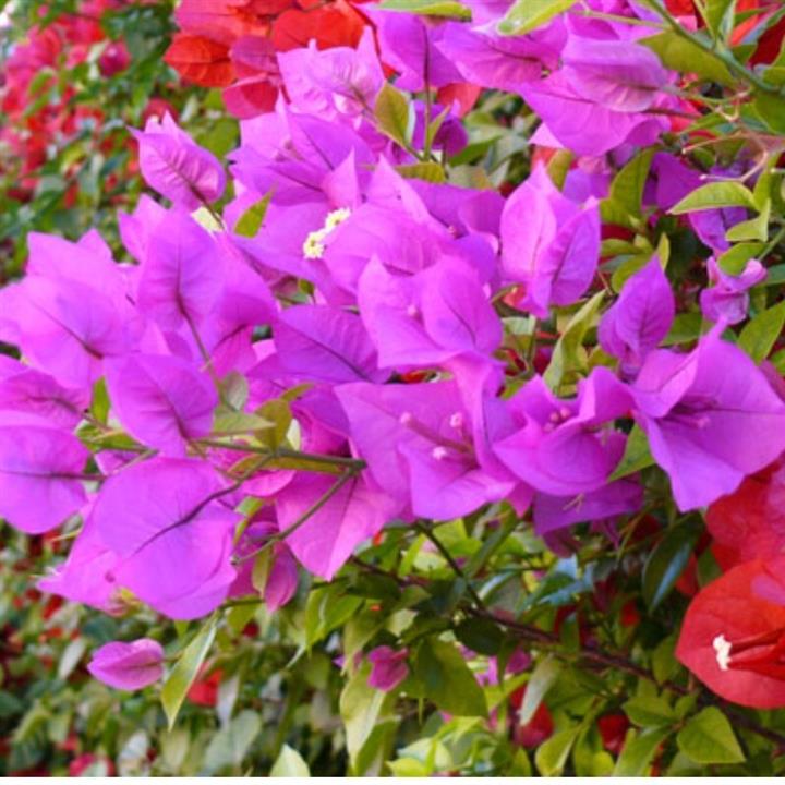 نهال گل کاغذی سفید