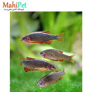 ماهی رازبورا گلکسی 2 تا 3 سانتی متری