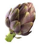 بذر آرتیشو بنفش روماگنا Romagna Artichoke