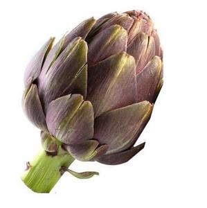 بذر آرتیشو بنفش روماگنا Romagna Artichoke