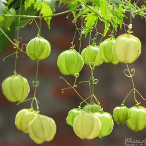 Balloon vine بذر کمیاب پیچک بالون عشق 