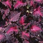 بذر حسن یوسف – Coleus Black Dragon