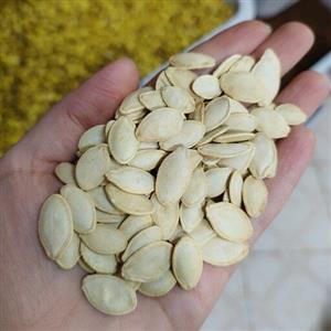 تخمه کدوی گوشتی خوش طعم تازه (200گرمی)