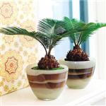 بذر سیکاس رولوتا Cycas Revoluta فله