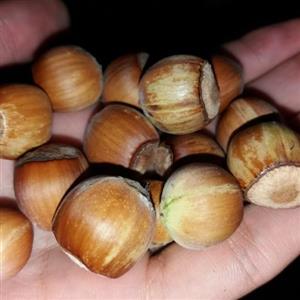 فندق خام نیم کیلویی امسالی اشکور