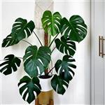 بذر برگ انجیری مانسترا Monstera deliciosa فله