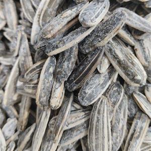 تخمه آفتابگردان 2 کیلویی