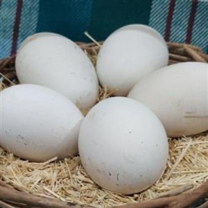 تخم غاز 10تایی