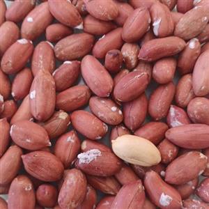 بادام زمینی محصول 1401 آستانه اشرفیه  تازه بو داده شده 900 گرمی )تولید 1401
