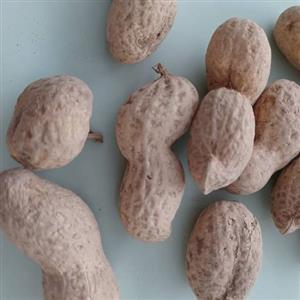 بادام زمینی خام با غلاف پوستی آستانه اشرفیه برداشت 1401(1000 گرمی )