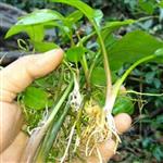 گیاه آبزی آکواریوم پلنت  کریپتون سیلیاتا (Cryptocoryne ciliata)