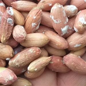 بادام زمینی تازه آستانه اشرفیه2 کیلو1401
