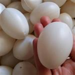 تخم مرغ پلاستیکی تزئینی