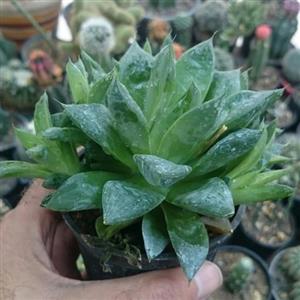 گل هاوارتیا شیشه ای