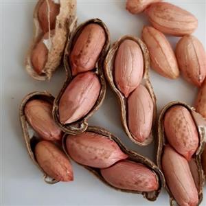 بادام زمینی خام محصول ( 1401 )درجه یک 1000گرم