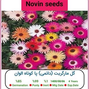 بذر گل مارگریت (دائمی) پا کوتاه الوان