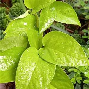 قلمه پتوس نئون(پک دوعددی)