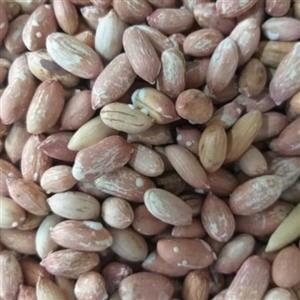 بادام زمینی  ریز خوش مزه آستانه اشرفیه1401