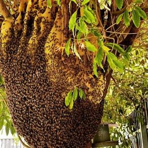 عسل درختی شهد یک کیلویی(عسل  خزر)
