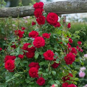 بذر رز رونده قرمز 5 عددی