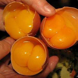 تخم مرغ دو زرده   