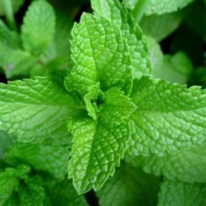 پونه خشک معطر و مرغوب (100گرمی)