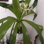 گل کرینوم ( Spider Lily ) با نام علمی ( Crinum Asiaticum )سوسن