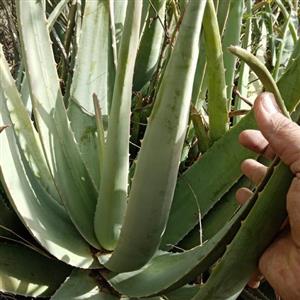 آلوئه ورا‌بسیاربزرگ وپهن‌برگ(درجه 1)