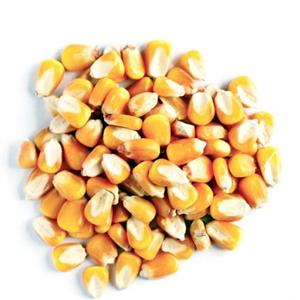 ذرت اعلاء یک کیلویی