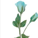 گل رز آبی خمیری همراه با غنچه نیمه باز ارتفاع شاخه حدود سی سانتی متر میباشد