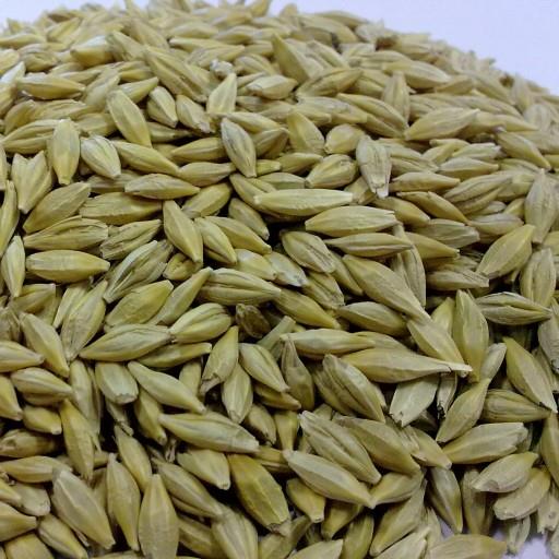 جودرجه یک با پوست