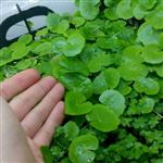 گیاه آبزی آکواریومی قدح مریم برزیلی (Hydrocotyle leucocephala) پک 5 عددی