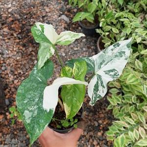 سینگونیوم ابلق(بوته 4 الی 5 برگی)