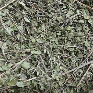 آویشن کوهی اعلا ( 75 گرم ) آویشن خراسانی