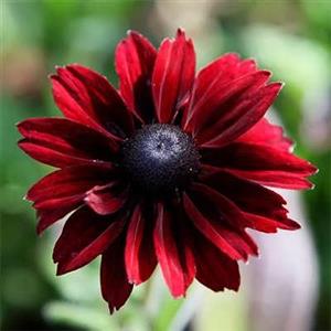 بذر گل کوکب کوهی قرمز 1 گرمی