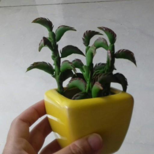 گلدان کاکتوس 3